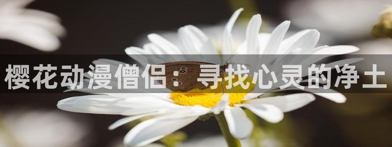 colamanage漫画官网：樱花动漫僧侣：寻找心灵的净土